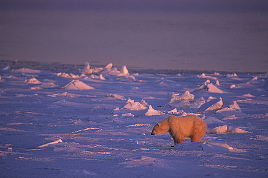 加拿大,曼尼托巴,哈得逊湾,北极熊,冰,日出