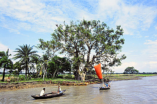 捕鱼,河,季风,季节,鱼,孟加拉,2006年