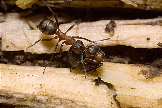 棕色林蚁