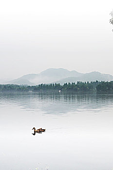 杭州西湖野鸭游弋缥缈远山