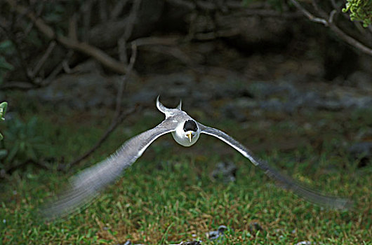 迅速,燕鸥,澳大利亚