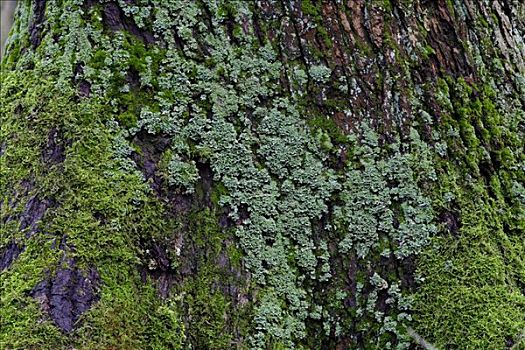 苔藓密布,树干,北莱茵威斯特伐利亚,德国,欧洲