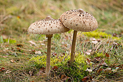 伞状蘑菇,高环柄菇,下萨克森,德国,欧洲