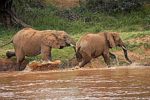 非洲象,玩,河,马赛马拉,公园,肯尼亚