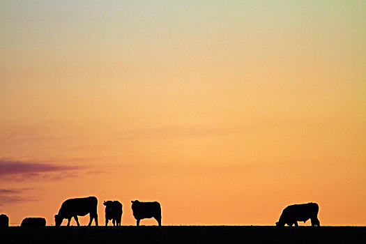 母牛,日落,靠近,南岛,新西兰