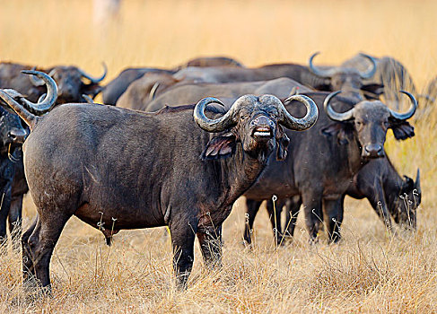 非洲,水牛,斗篷,非洲水牛,牧群,站立,高草,晨光,南卢安瓜国家公园,赞比亚