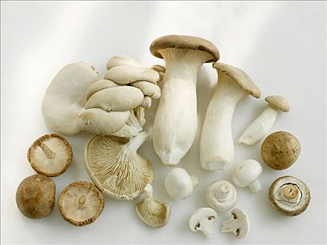 种类,蘑菇