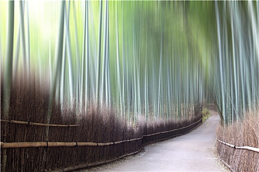 绿色,竹子,栅栏,背景