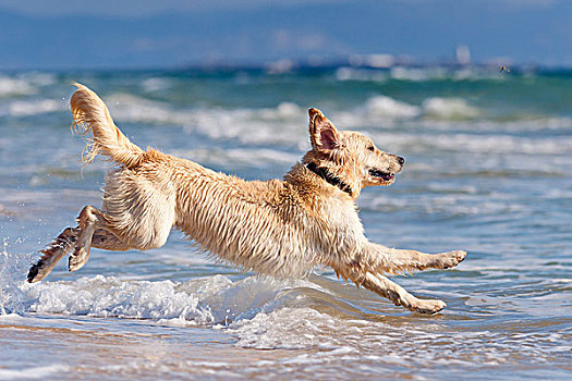 狗,跑,水,安达卢西亚,西班牙
