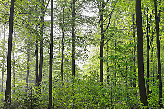 欧洲山毛榉,树林,施佩萨特,巴伐利亚,德国