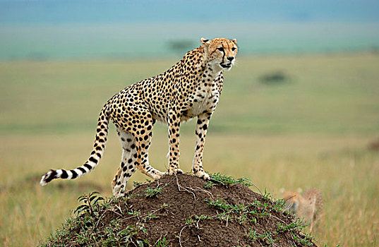 印度豹,站立,马赛马拉,肯尼亚,非洲