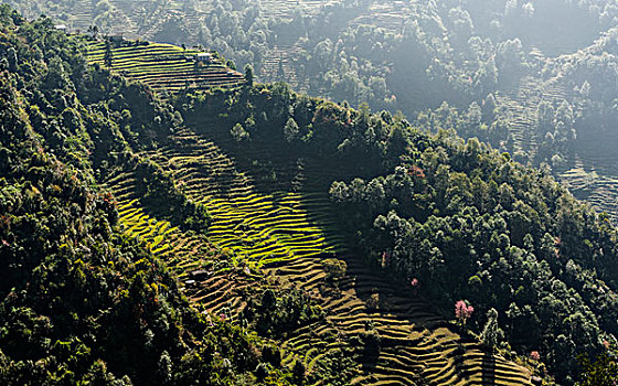 阶梯状,风景,绿色,地点,树,单独,昆布,尼泊尔,亚洲