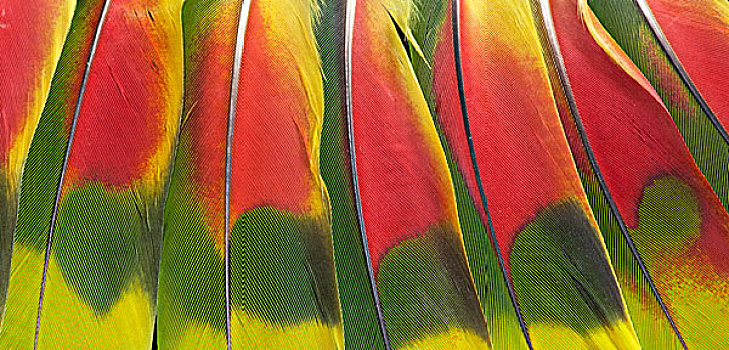 亚马逊河,鹦鹉,尾部,羽毛,设计