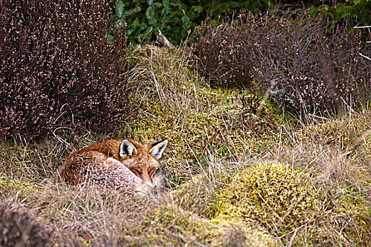 红狐,狐属,睡觉,褐色,草,邓弗里斯,苏格兰