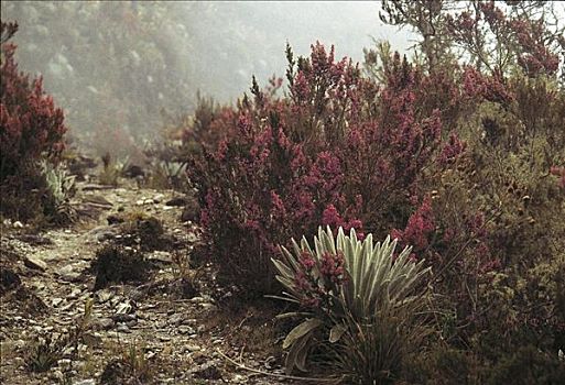 灌木,植物,山,道路,梅里达,委内瑞拉,南美