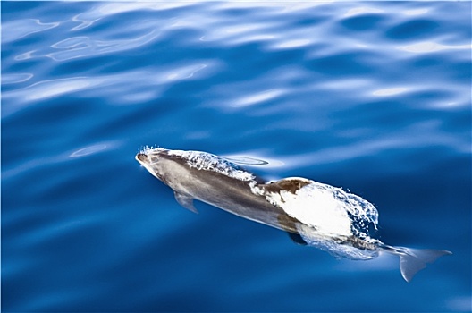 海豚,游动,皮库岛,亚速尔群岛