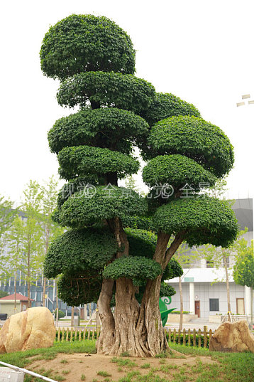 罗汉松图片_罗汉松高清图片_全景视觉