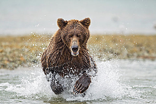 美国,阿拉斯加,卡特麦国家公园,大灰熊,幼兽,棕熊,捕鱼,三文鱼,卵,河流,湾