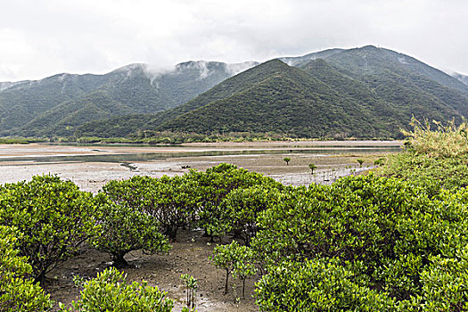 红树林,树林,鹿儿岛,日本