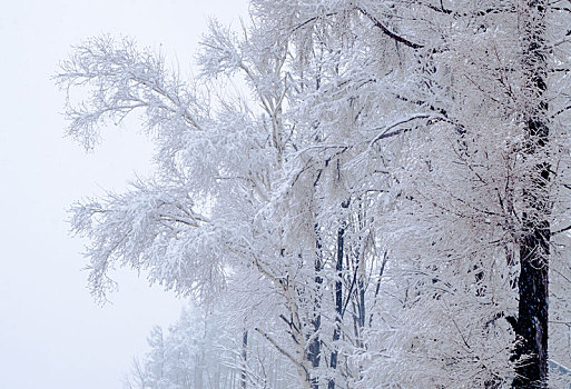 冬天的雪,唯美的雪,雪压枝头,雾凇