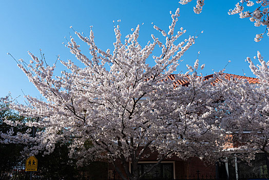 青岛春季风光盛开的樱花