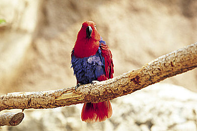 绯红金刚鹦鹉图片