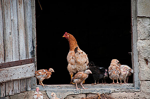 鸡,农场,框架,入口