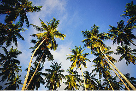 椰树,树,拉迪戈岛,塞舌尔