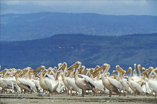 肯尼亚,纳库鲁湖国家公园,鹈鹕,纳库鲁湖,背影