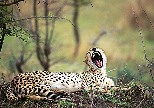 东方,非洲猎豹,躺着,地面,狰狞