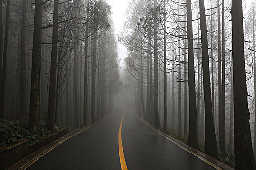 大雾森林中的道路