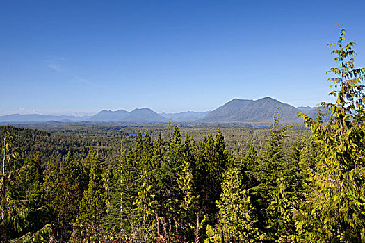 雷达,山,视点,向外看,山峦,温带雨林,环太平洋国家公园,靠近,不列颠哥伦比亚省,加拿大