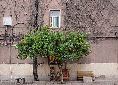 街边的石榴树