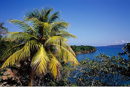 棕榈树,海洋,巴拉科阿,古巴