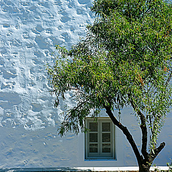 小,橄榄树,靠近,刷白,墙壁,希腊,度假屋