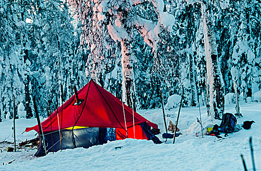 帐蓬,雪中,遮盖,树林,俄罗斯