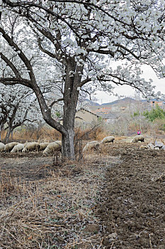 梨花盛开羊群觅食