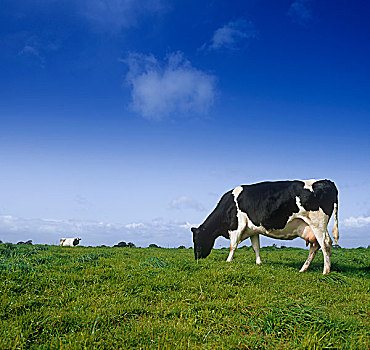 黑白花奶牛,放牧,土地,爱尔兰