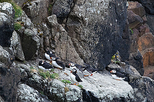 角嘴海雀,北极,群,石头