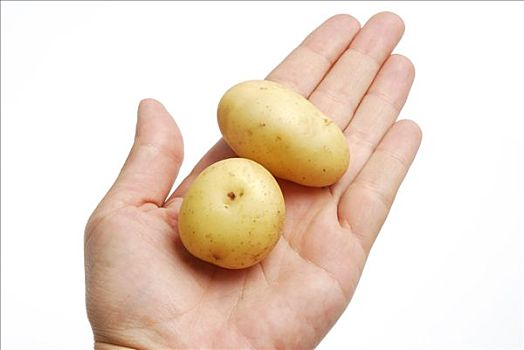 握着,两个,年轻,土豆