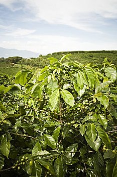咖啡种植园,圣荷塞,哥斯达黎加