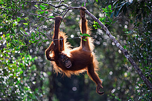 猩猩,黑猩猩,幼小,悬挂,檀中埠廷国立公园,婆罗洲,马来西亚,印度尼西亚