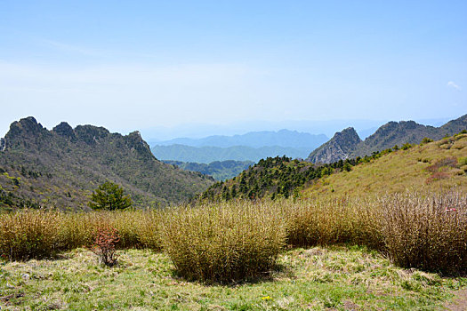 秦岭高山草甸