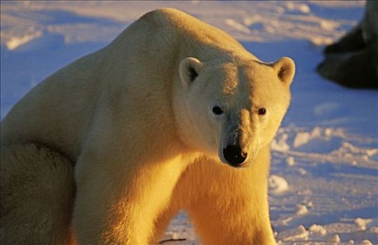 北极熊,晚间,哈得逊湾,加拿大,北美