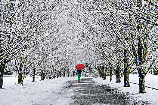 女人,走,小路,伞,雪中,遮盖,乡村,后视图