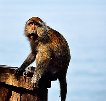 印尼,猴子
