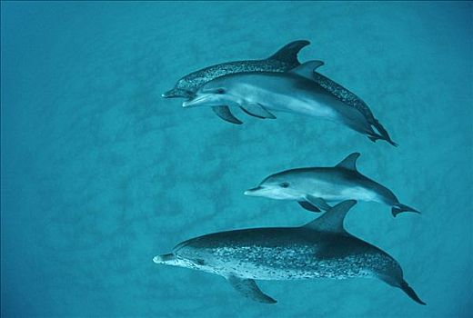 大西洋点斑原海豚,花斑原海豚,水下,群,巴哈马
