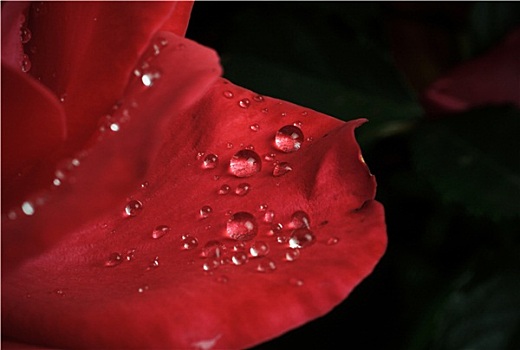 露珠,叶子,红玫瑰