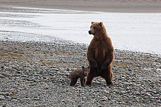 大灰熊,棕熊,幼兽,母亲,向外看,危险,卡特麦国家公园,阿拉斯加