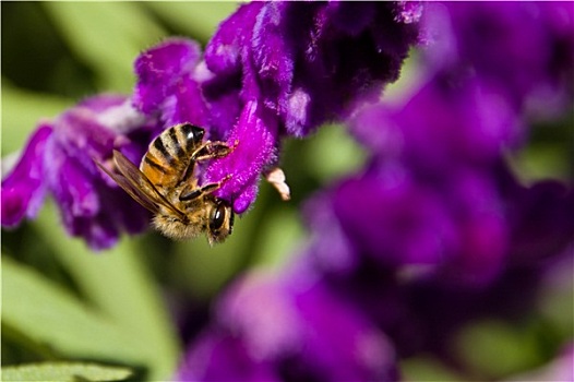 蜜蜂,紫花